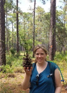 florida usa ocala national forest pine cones hiking