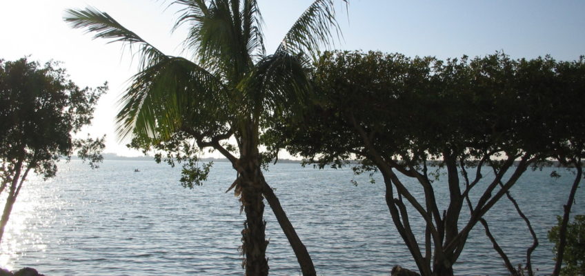 florida keys usa island palm trees